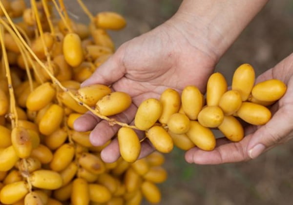 تصویر 2 از قیمت خرید خرما زاهدی عسلی + فروش ویژه